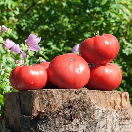 «Slavic pink» - Organic Tomato Seeds
