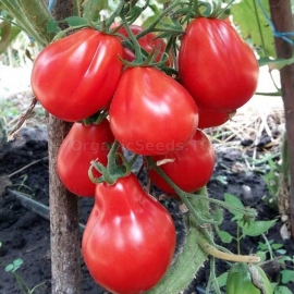 500 SEEDS Tomato Seeds Kibits Ukraine Heirloom Vegetable Seeds 