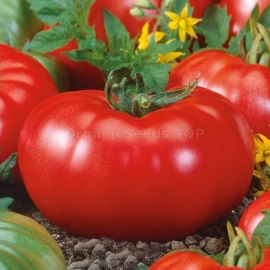«Monomakh hat» - Organic Tomato Seeds