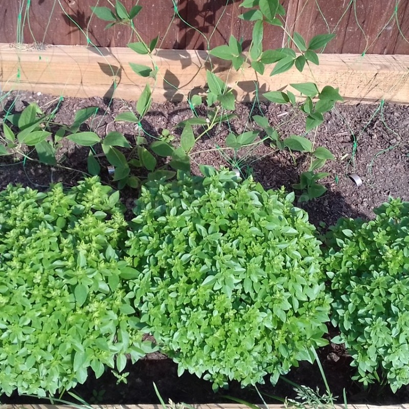 «Ball» Organic Basil Seeds Shipping is free for orders over €50