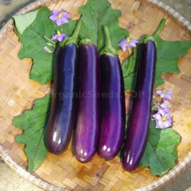 «Long purple» - Organic Eggplant Seeds