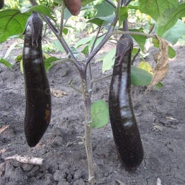 «Serpentine» - Organic Eggplant Seeds