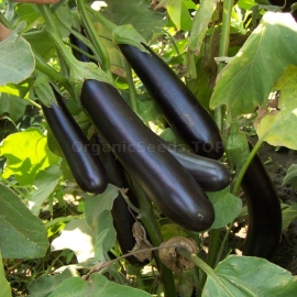 «Alekseevsky violet» - Organic Eggplant Seeds