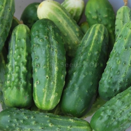 «Svojak» - Organic Cucumber Seeds