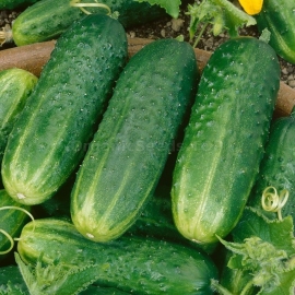 «Shhedryj» - Organic Cucumber Seeds