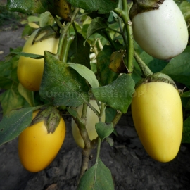 «Golden Egg» - Organic Eggplant Seeds