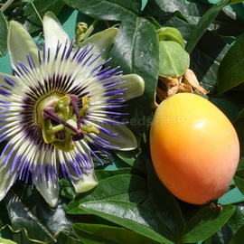 Organic Granadilla sweet seeds / Passiflora ligularis