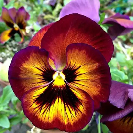 «Bicolor» - Organic Viola seeds