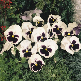 «Bride» - Organic Viola seeds