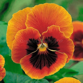 «Flame» - Organic Viola seeds