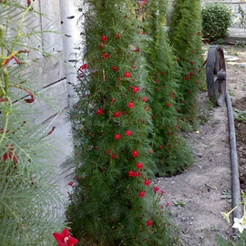 «Liana red» - Organic Ipomoea quamoclit Seeds