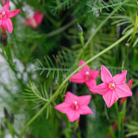 «Liana pink» - Organic Ipomoea quamoclit Seeds