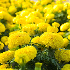 «Lemon» - Organic Marigold Seeds