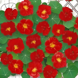 «Red Emperor» - Organic Nasturtium Seeds