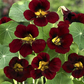 «Black velvet» - Organic Nasturtium Seeds