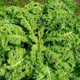 «Grünkoln» - Organic Kale Seeds