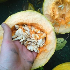 «Danka Polka» - Organic Pumpkin Seeds