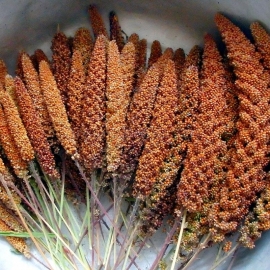 Organic Siberian millet Seeds (Setaria italica subsp. maximum Al.)
