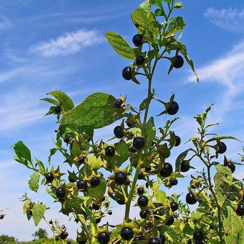 Alexa Vega bilan jinsiy aloqa