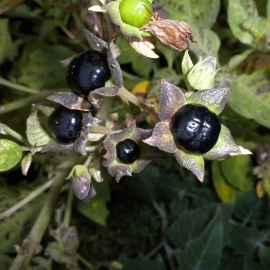 «Krasavka» - Organic Belladonna ordinary Seeds (Atropa belladonna)