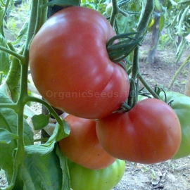 «Wild Rose» - Organic Tomato Seeds