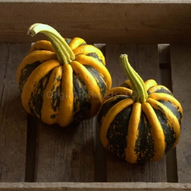 «Tonda Padana» - Organic Pumpkin Seeds