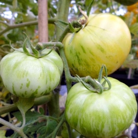 «White zebra» - Organic Tomato Seeds