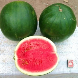 «Yarilo» - Organic Watermelon Seeds