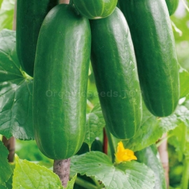 «Tomash» - Organic Cucumber Seeds