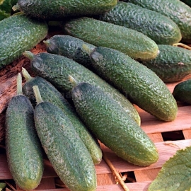 «Fason» - Organic Cucumber Seeds