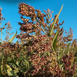 «Golubivska 25» - Organic Sudan grass seeds