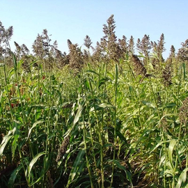 «Blonde» - Organic Sudan grass seeds