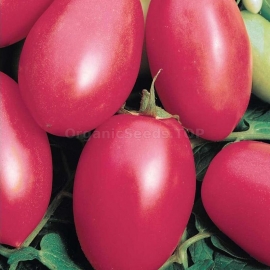 «El Dorado» - Organic Tomato Seeds
