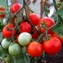 «Ephemer» - Organic Tomato Seeds