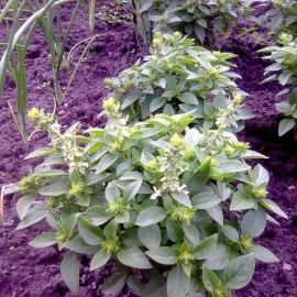 «Dwarf» - Organic Basil Seeds