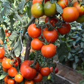 «Vidimo Nevidimo» - Organic Tomato Seeds