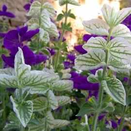 «White» - Organic Salvia Horminum Seeds
