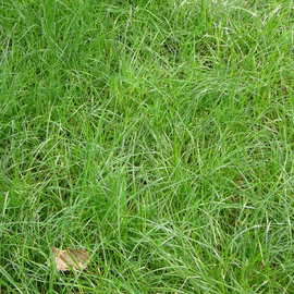 Cocksfoot grasses (Dactylis )