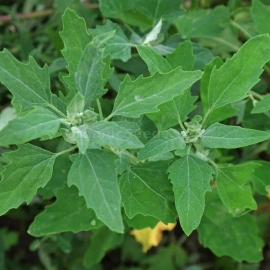 «Green» - Organic Atriplex Hortensis Seeds