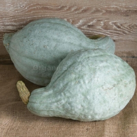 «Blue Hubbard» - Organic Pumpkin Seeds