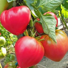 «Abakan pink» - Organic Tomato Seeds