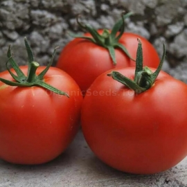 «Bekhterevsky» - Organic Tomato Seeds