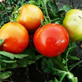 «Bushman» - Organic Tomato Seeds