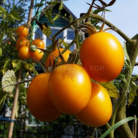 «De-barao yellow» - Organic Tomato Seeds