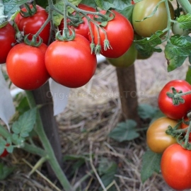 «Kuban standard» - Organic Tomato Seeds