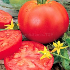 «Snow Leopard» - Organic Tomato Seeds