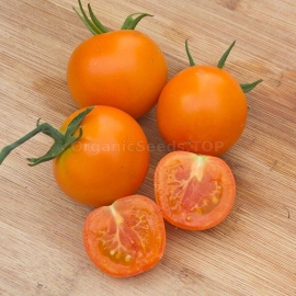 «Pomeranian» - Organic Tomato Seeds