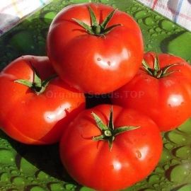 «Prelude» - Organic Tomato Seeds