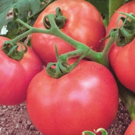 «Pink honey» - Organic Tomato Seeds