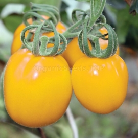 «Sunny» - Organic Tomato Seeds